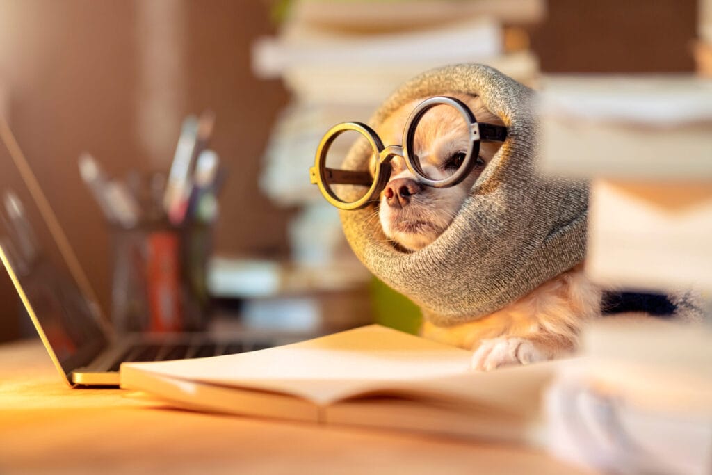 chihuahua dog wearing glasses wearing working clothes with laptop and notebooks critically examining the work.