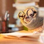 chihuahua dog wearing glasses wearing working clothes with laptop and notebooks critically examining the work.